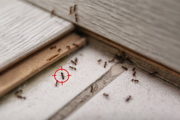 Best Insect Control  in Zolfo Springs, FL