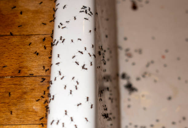 Best Ant Control Services  in Zolfo Springs, FL