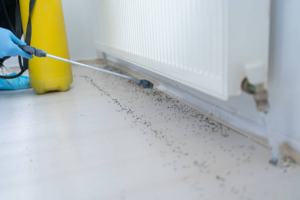 Best Best Pest Control Companies  in Zolfo Springs, FL